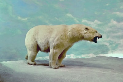 白天在白沙上的北极熊